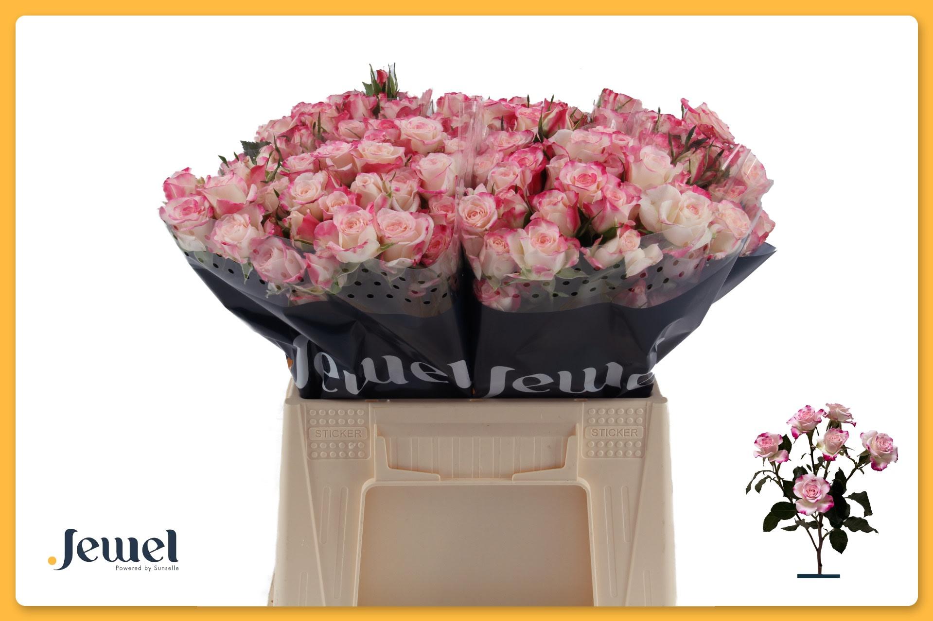 Срезанные цветы оптом Rosa spray reflex от 40шт из Голландии с доставкой по России