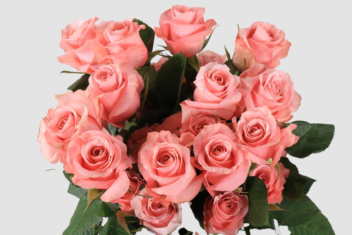 Срезанные цветы оптом Rosa ec be sweet от 100шт из Голландии с доставкой по России