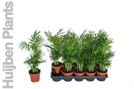Горшечные цветы и растения оптом Chamaed Elegans 15pp от 10шт из Голландии с доставкой по России