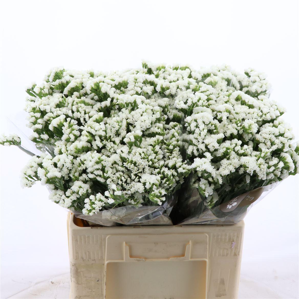 Срезанные цветы оптом Statice silvery sun birds от 100шт из Голландии с доставкой по России