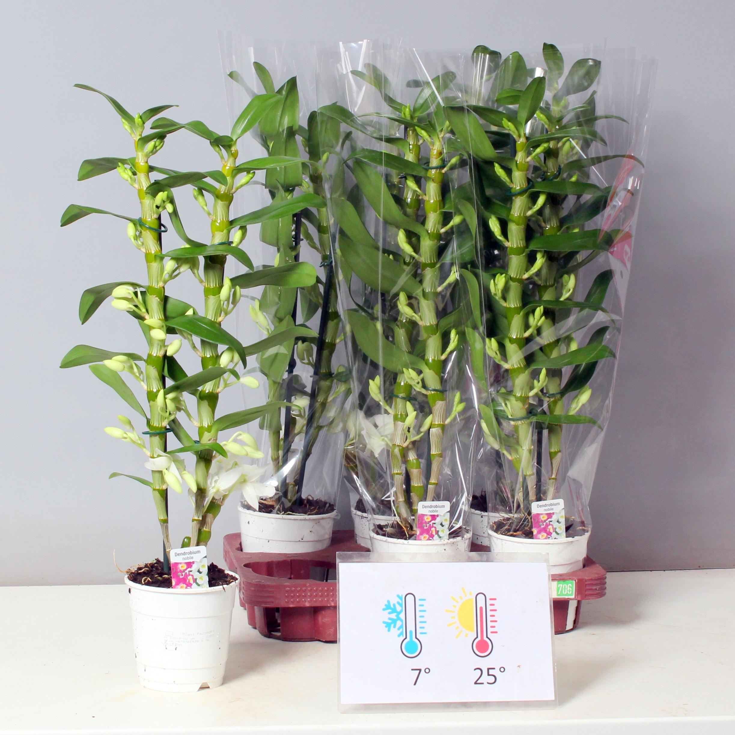 Горшечные цветы и растения оптом Dendr N Sc Apollon от 6шт из Голландии с доставкой по России