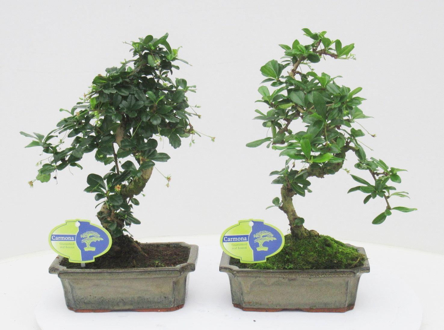 Горшечные цветы и растения оптом Bonsai Carmona Macrophylla, Without Drip от 6шт из Голландии с доставкой по России