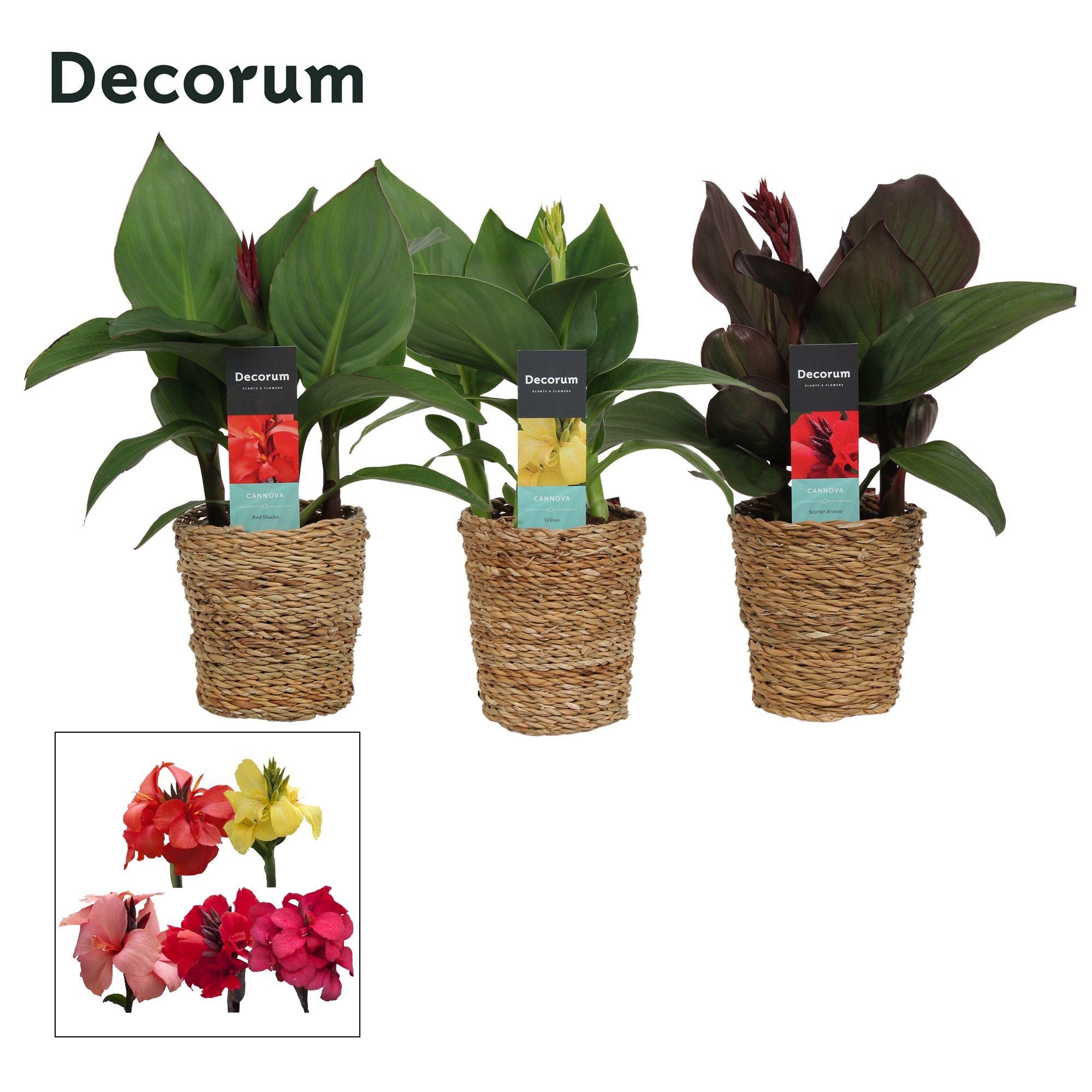 Горшечные цветы и растения оптом Canna Cannova Mix In Basket Ruby (decorum) от 6шт из Голландии с доставкой по России