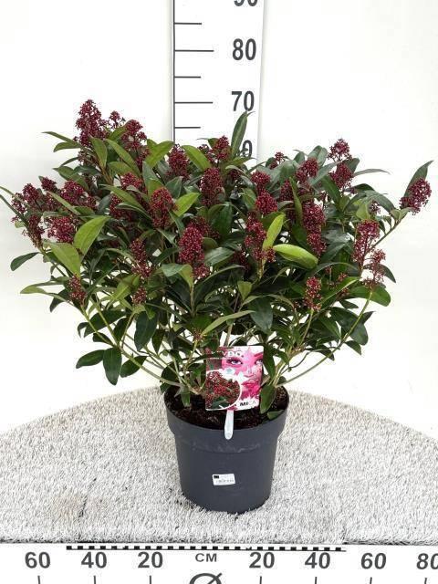 Горшечные цветы и растения оптом Skim Japonica от 1шт из Голландии с доставкой по России