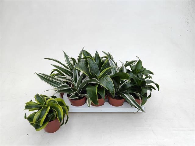 Горшечные цветы и растения оптом Drac Dragon Mix от 10шт из Голландии с доставкой по России