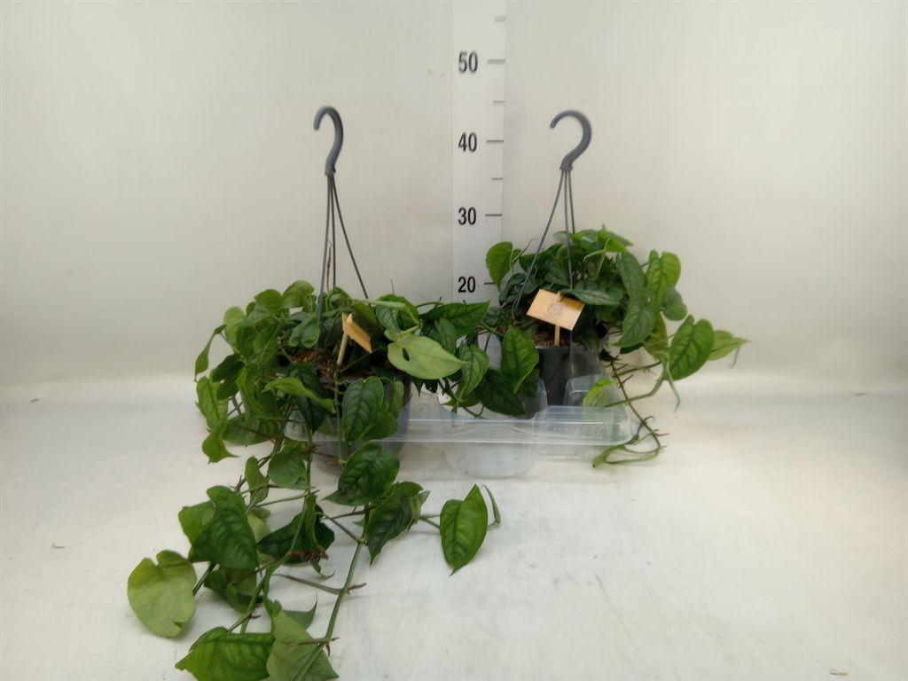 Горшечные цветы и растения оптом Monstera Siltepecana от 2шт из Голландии с доставкой по России