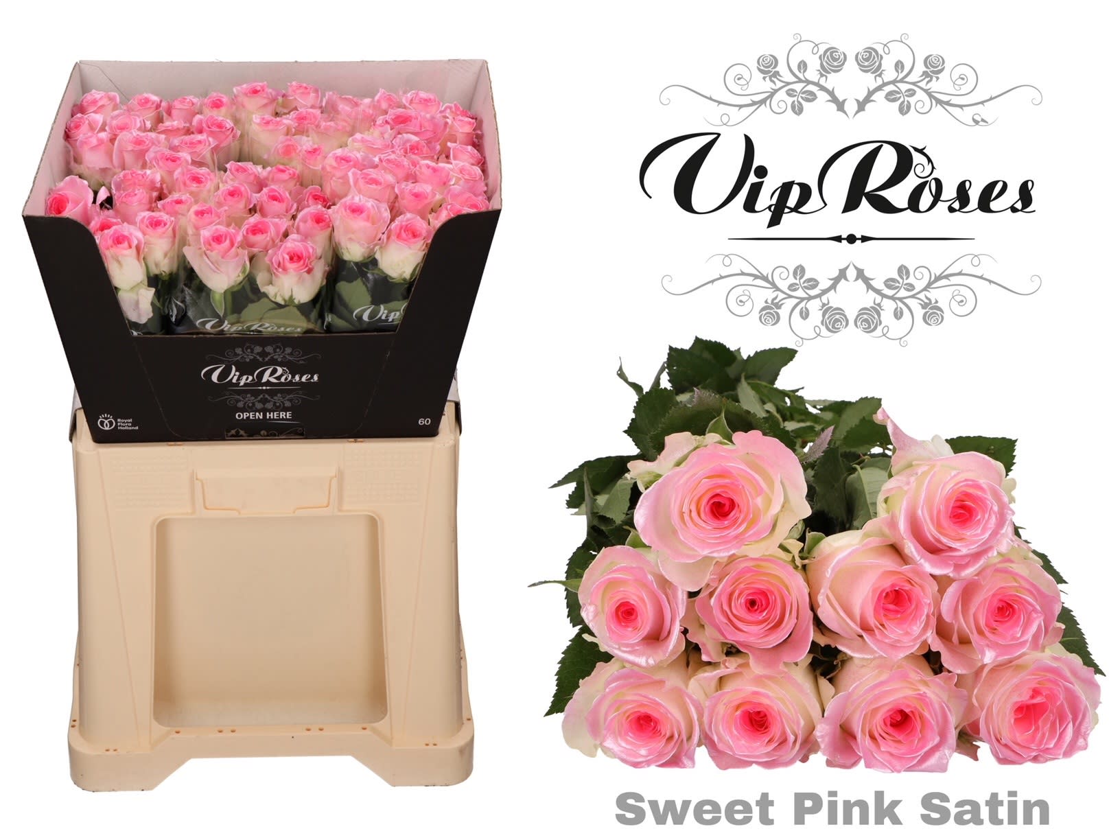 Срезанные цветы оптом Rosa large paint sweet pink satin от 60шт из Голландии с доставкой по России