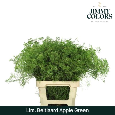 Срезанные цветы оптом Limonium beltlaard paint applegreen от 25шт из Голландии с доставкой по России