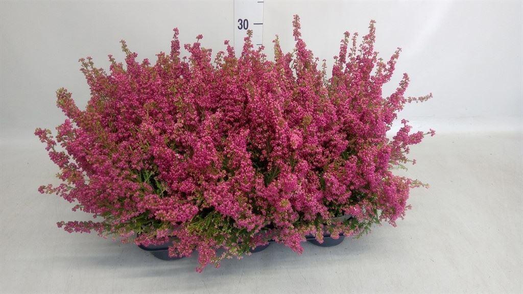 Горшечные цветы и растения оптом Erica Gracilis ...red от 6шт из Голландии с доставкой по России