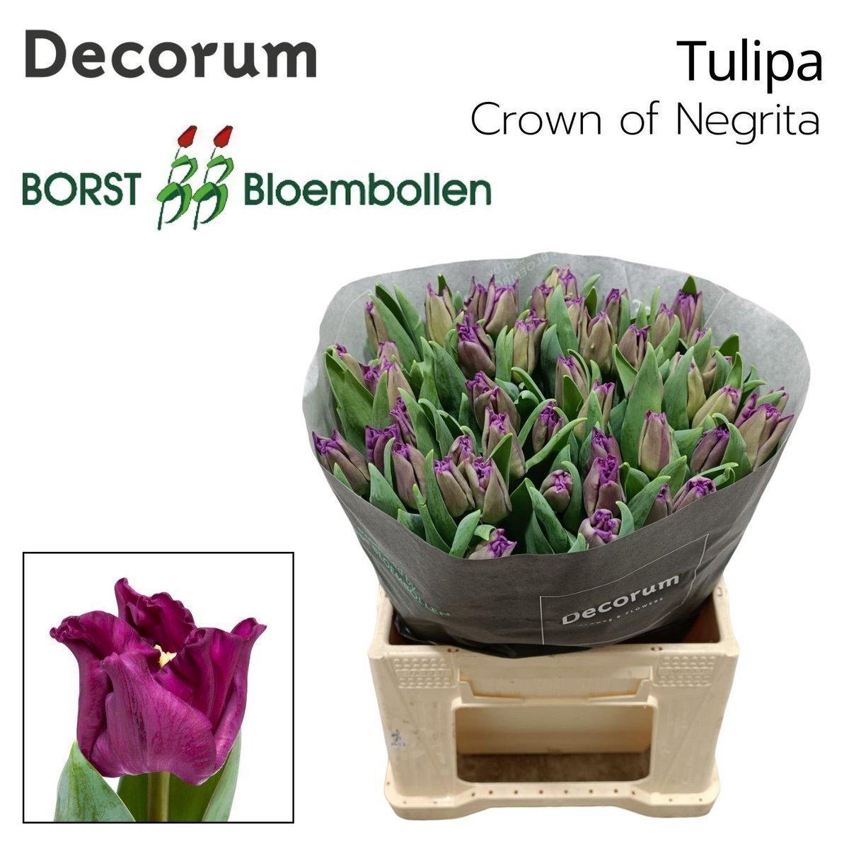 Срезанные цветы оптом Tulipa co crown of negrita от 150шт из Голландии с доставкой по России