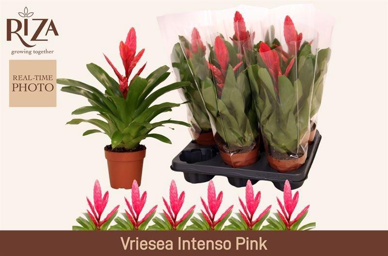 Горшечные цветы и растения оптом Vries Intenso Pink от 6шт из Голландии с доставкой по России