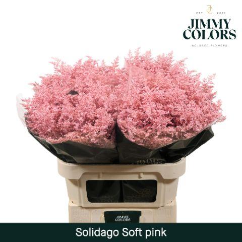 Срезанные цветы оптом Solidago paint pink light от 100шт из Голландии с доставкой по России