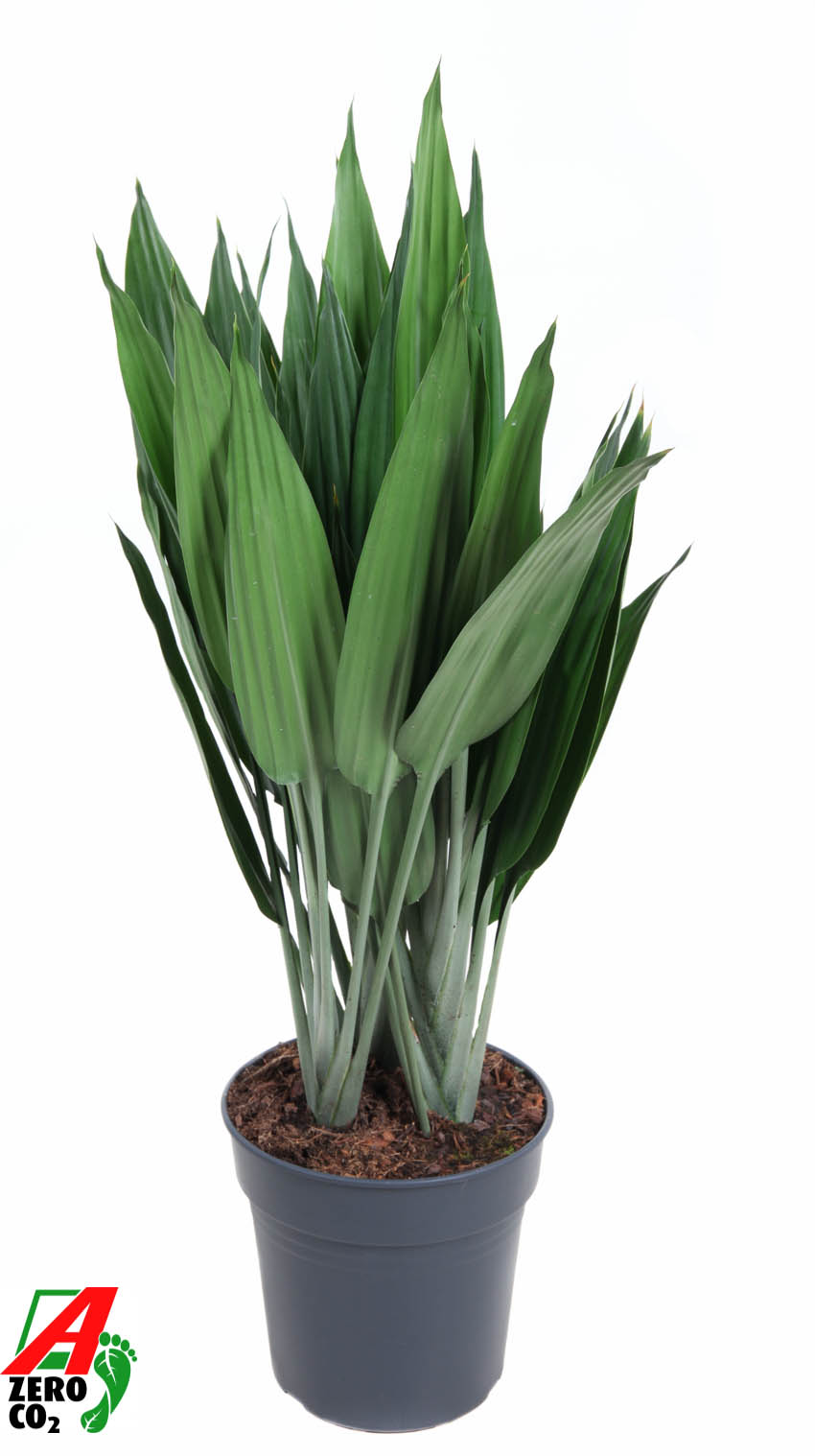 Горшечные цветы и растения оптом Dracaena Thaliodes от 1шт из Голландии с доставкой по России
