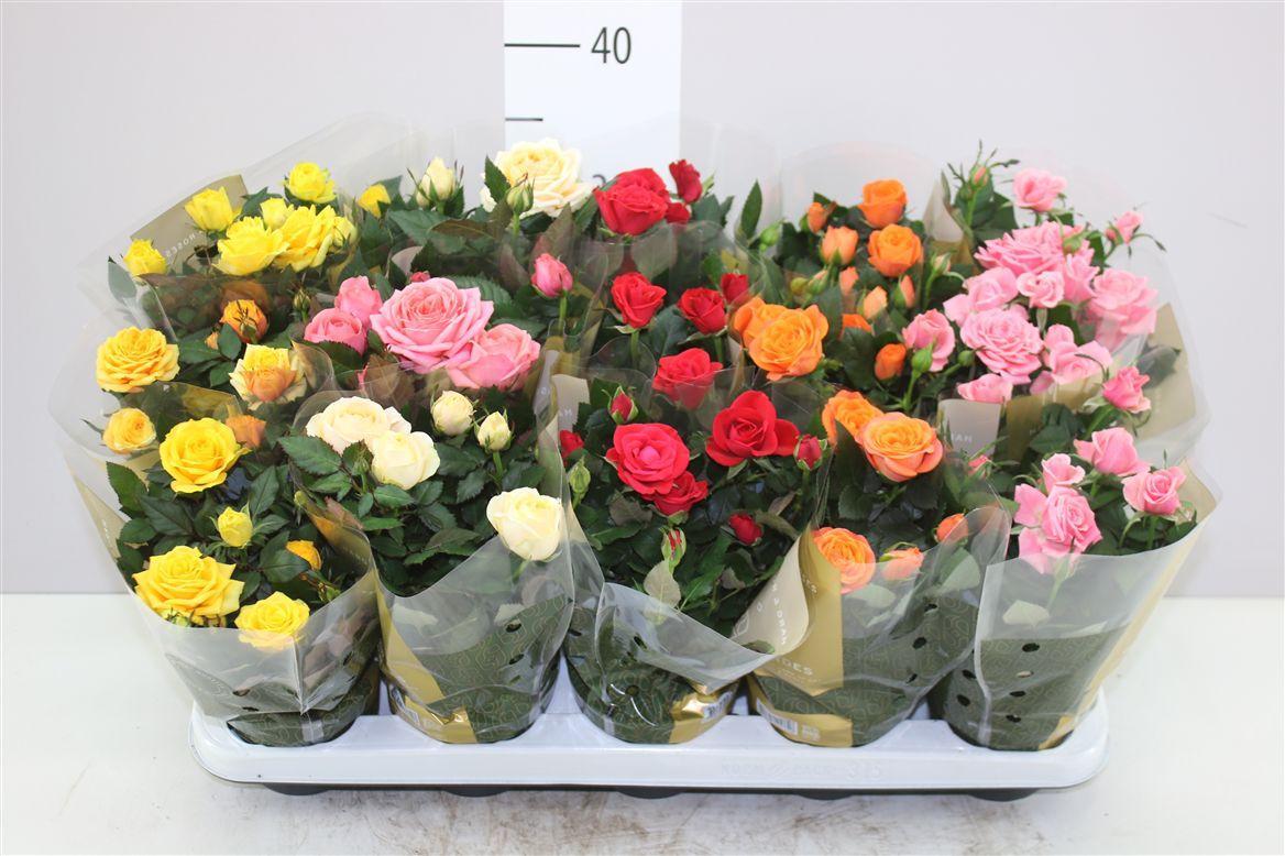 Горшечные цветы и растения оптом Rosa Grande Gemengd от 15шт из Голландии с доставкой по России Горшечные цветы и растения оптом Rosa Grande Gemengd от 15шт из Голландии с доставкой по России