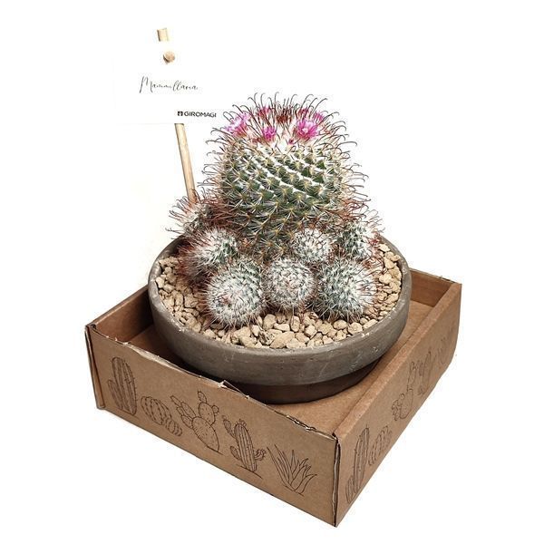 Горшечные цветы и растения оптом Mammillaria Bombycina In Terracotta от 1шт из Голландии с доставкой по России