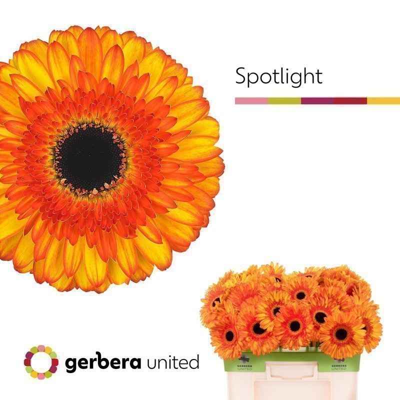 Срезанные цветы оптом Gerbera spotlight от 40шт. из Голландии с доставкой по России