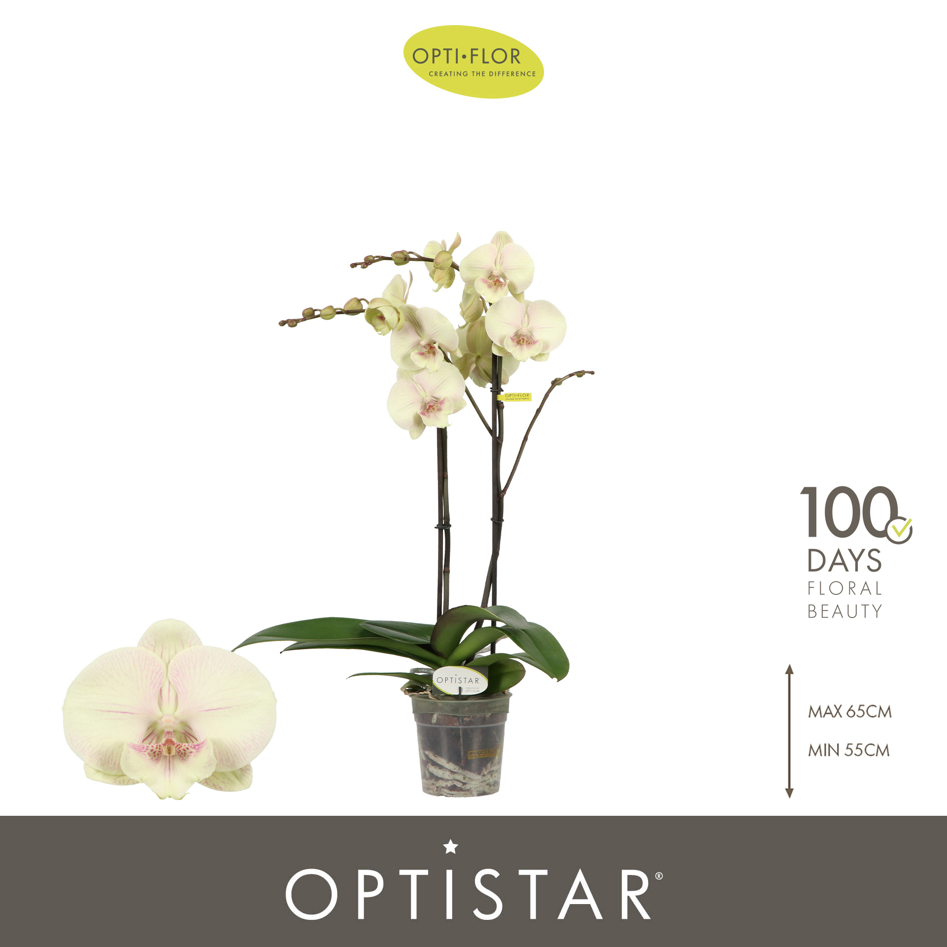 Горшечные цветы и растения оптом Phal 2st Optistar Turner 15+ (opti) от 6шт из Голландии с доставкой по России