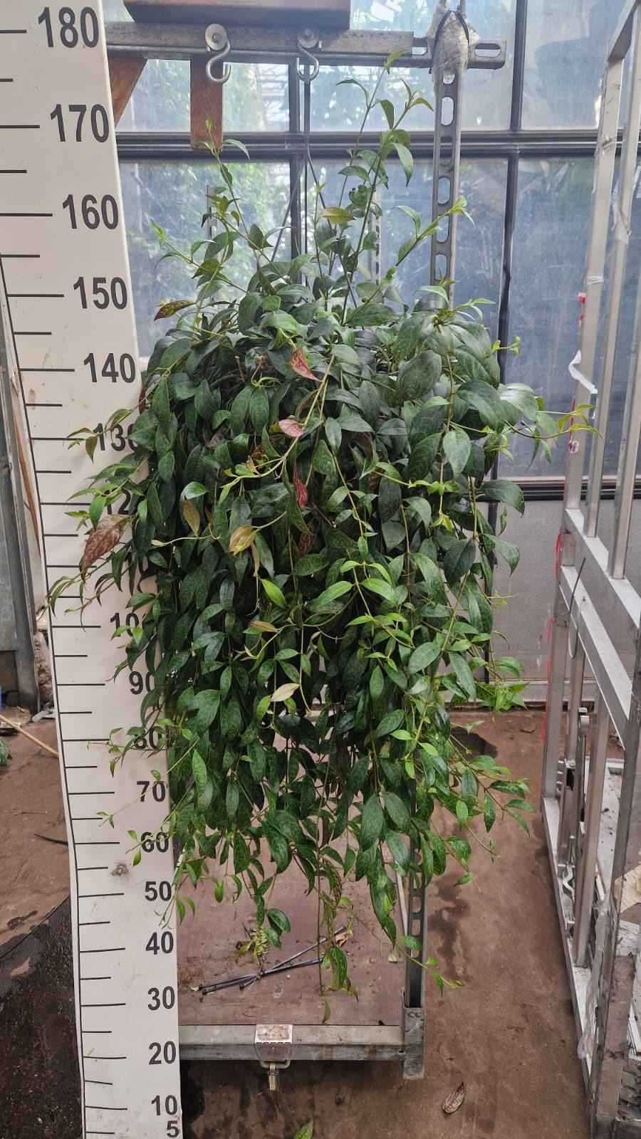 Горшечные цветы и растения оптом Aeschynanthus Marmoratus Hangplant от 1шт из Голландии с доставкой по России
