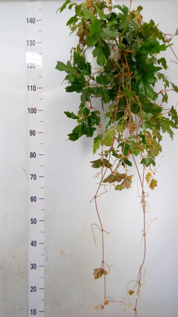 Горшечные цветы и растения оптом Cissus Ellen Danica Hangpot от 1шт из Голландии с доставкой по России