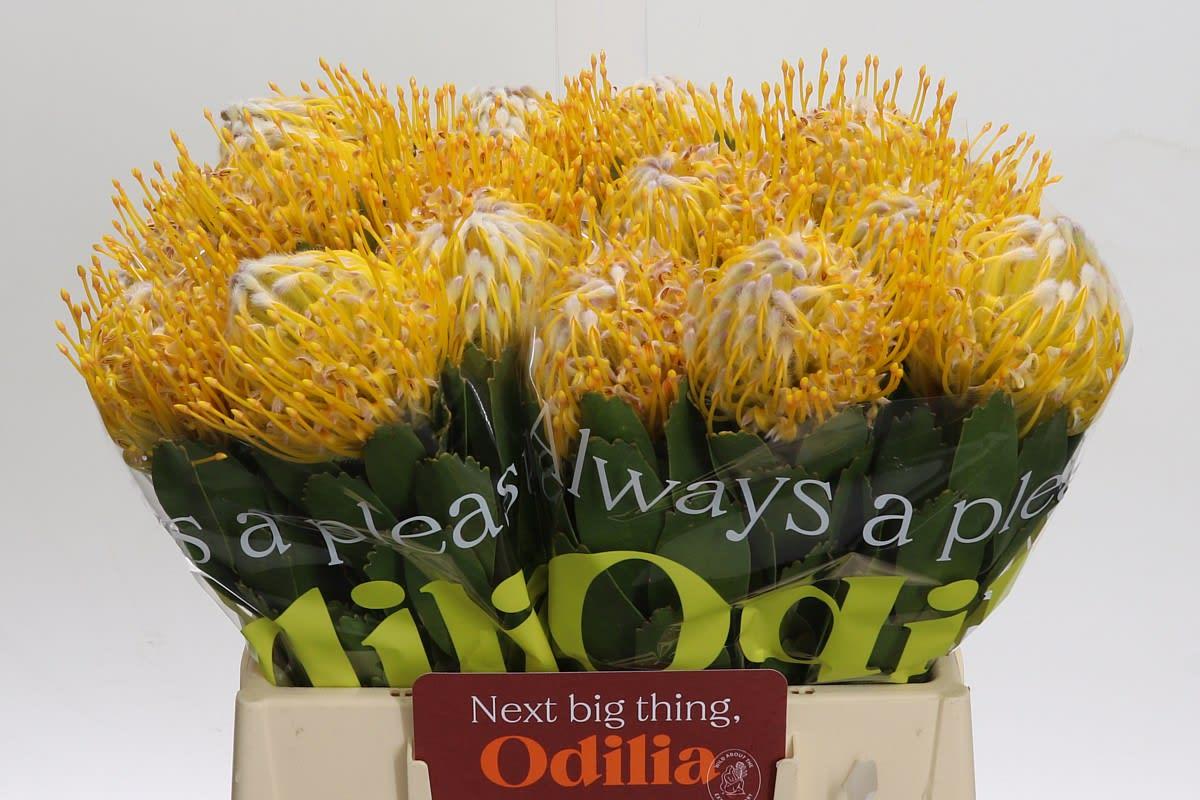 Срезанные цветы оптом Nutans joti от 20шт из Голландии с доставкой по России