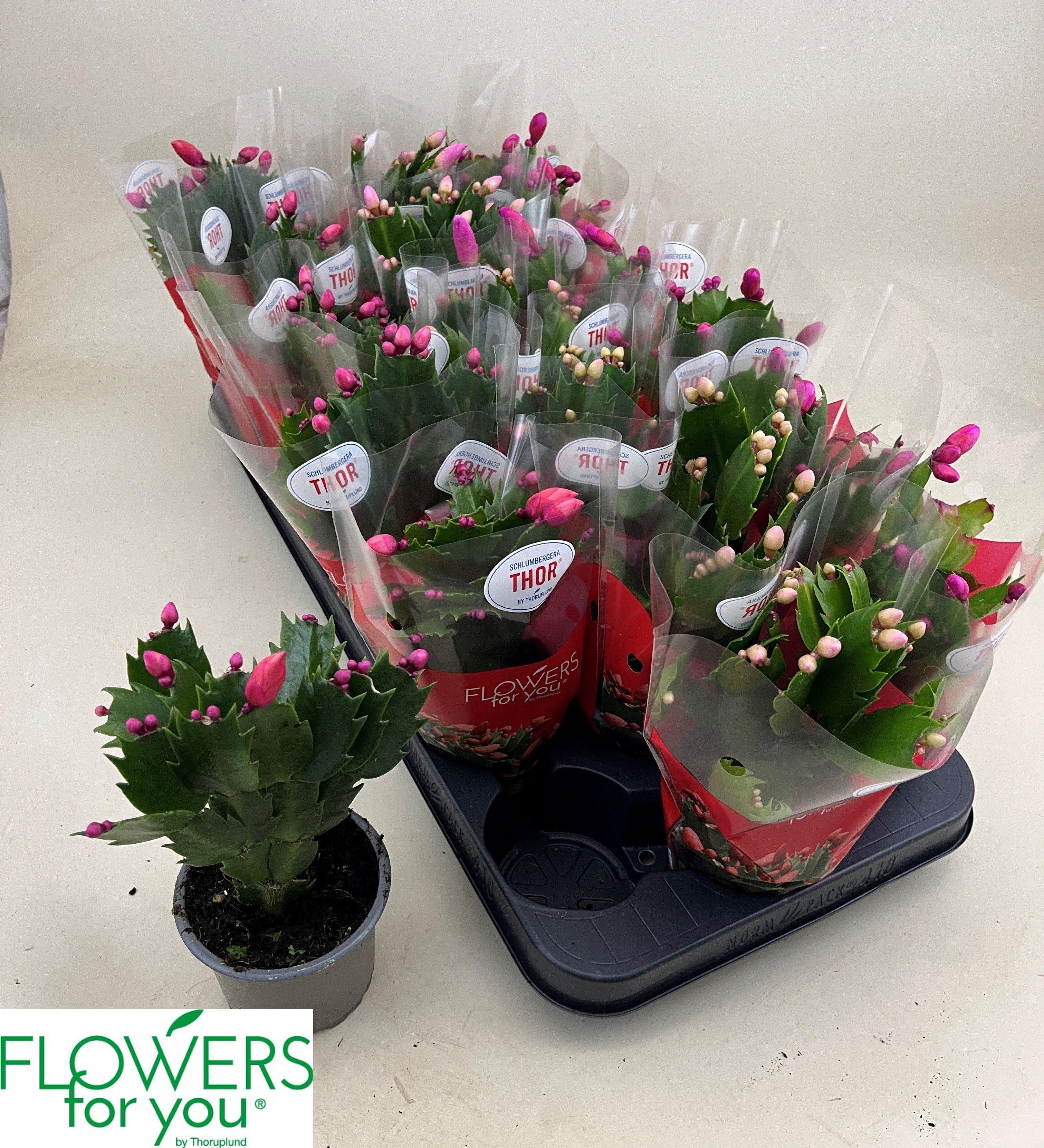 Горшечные цветы и растения оптом Schlumb Gem 3 Kl от 18шт (для телеги) из Голландии с доставкой по России