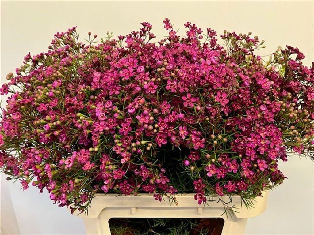 Срезанные цветы оптом Chamelaucium jupiter от 50шт из Голландии с доставкой по России