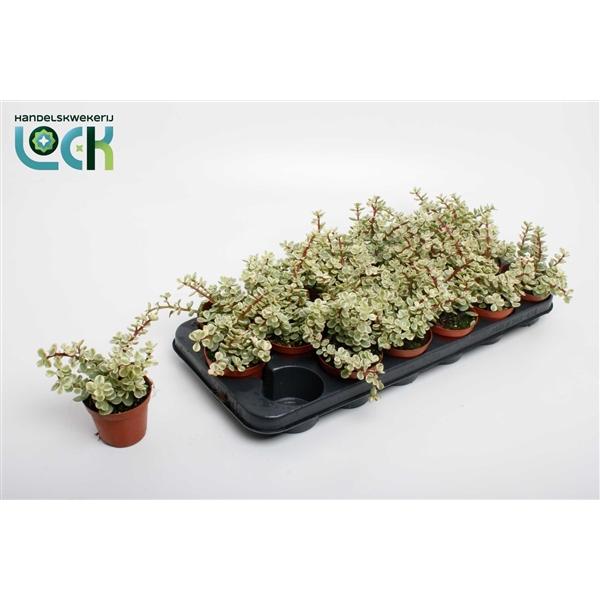 Горшечные цветы и растения оптом Portulacaria Afra Varigata от 12шт (для телеги) из Голландии с доставкой по России Горшечные цветы и растения оптом Portulacaria Afra Varigata от 12шт (для телеги) из Голландии с доставкой по России