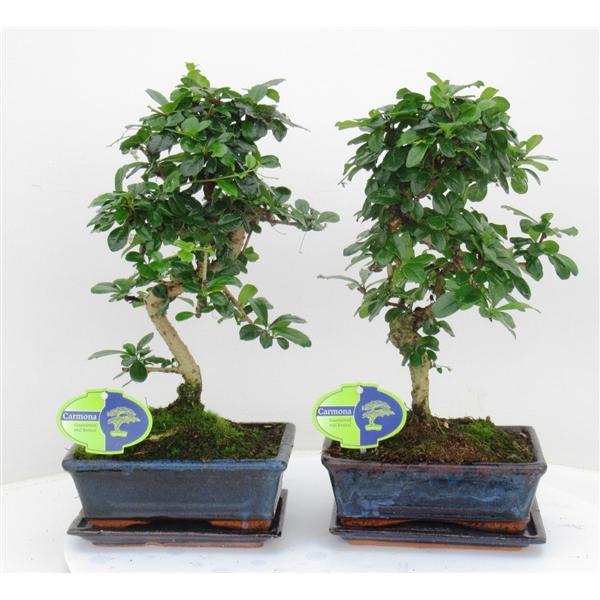 Горшечные цветы и растения оптом Bonsai Carmona Macrophylla, 20cm., Shape, With Dri от 6шт из Голландии с доставкой по России
