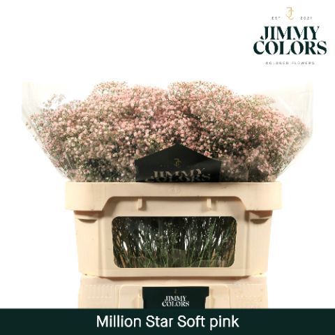 Срезанные цветы оптом Gyps fine paint pink light от 75шт из Голландии с доставкой по России