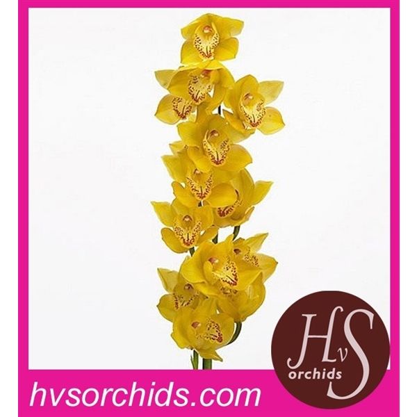 Срезанные цветы оптом Cymbidium yellow river golden treasure от 12шт. из Голландии с доставкой по России