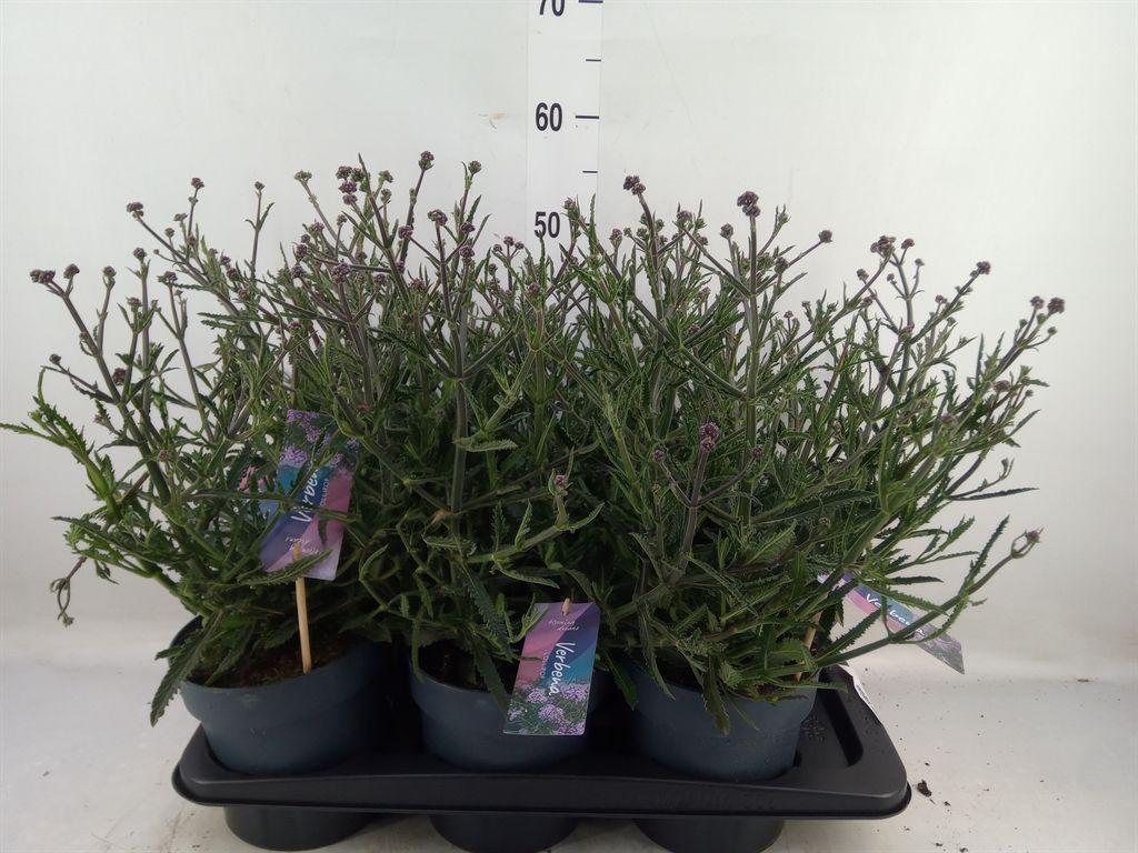 Горшечные цветы и растения оптом Verbena Bonariensis от 6шт из Голландии с доставкой по России