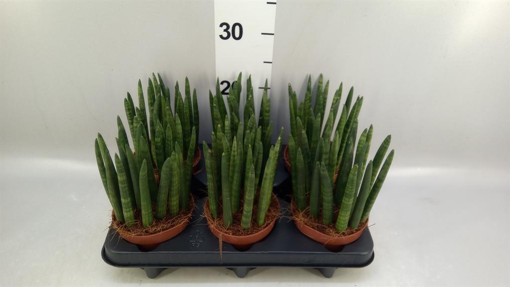 Горшечные цветы и растения оптом Sansevieria Cyl. ... A от 6шт из Голландии с доставкой по России