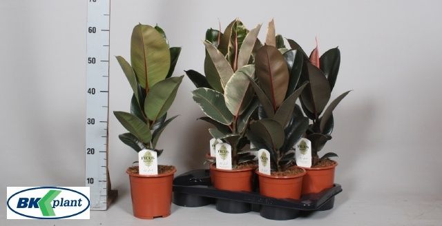 Горшечные цветы и растения оптом Fic Ov Gem 3 Srt от 6шт из Голландии с доставкой по России