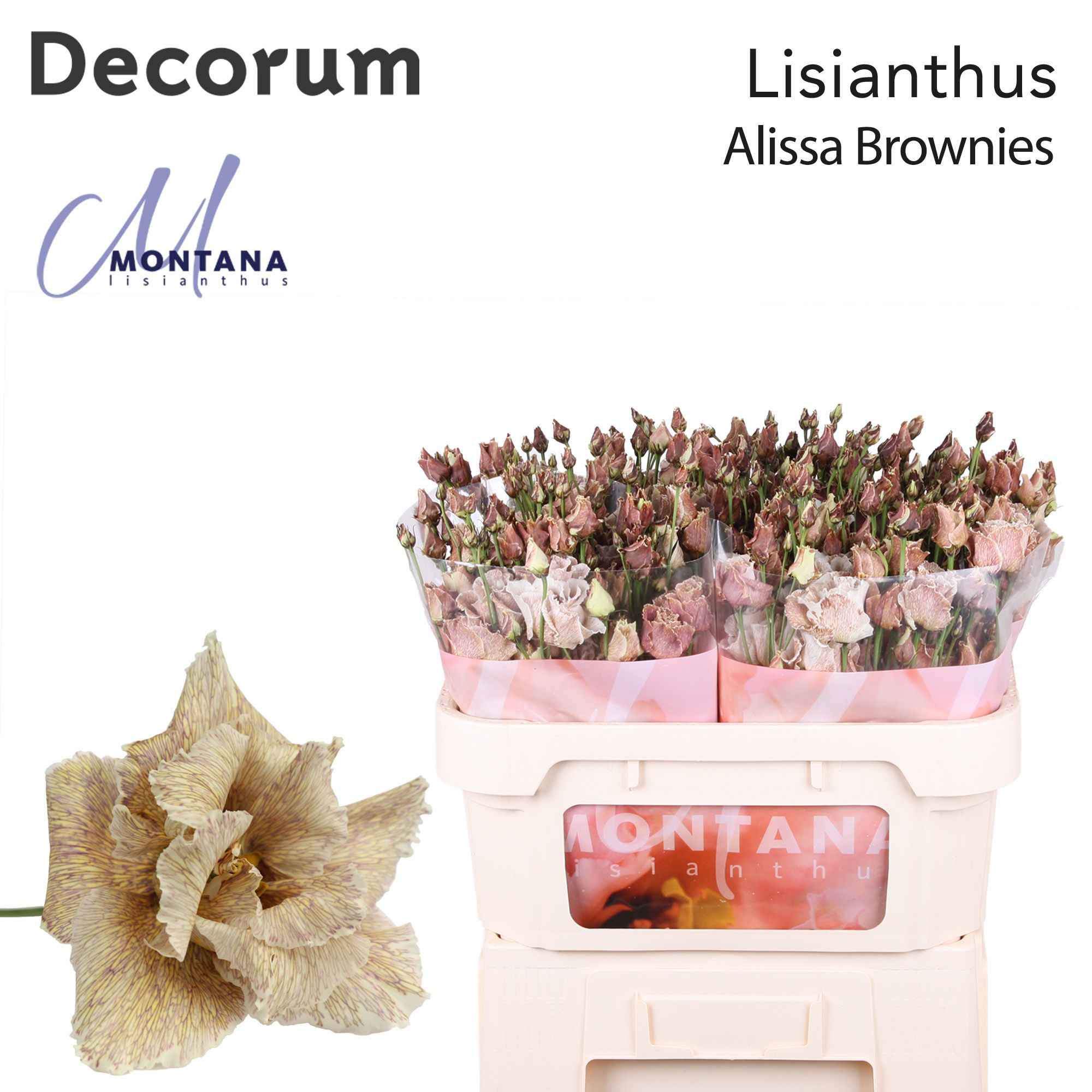 Срезанные цветы оптом Lisianthus do paint alissa brownies от 40шт из Голландии с доставкой по России