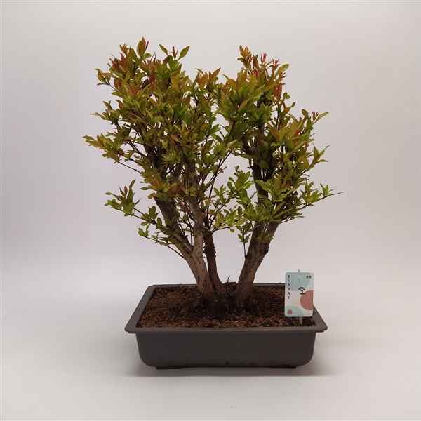 Горшечные цветы и растения оптом Bonsai Punica Outdoor от 1шт из Голландии с доставкой по России