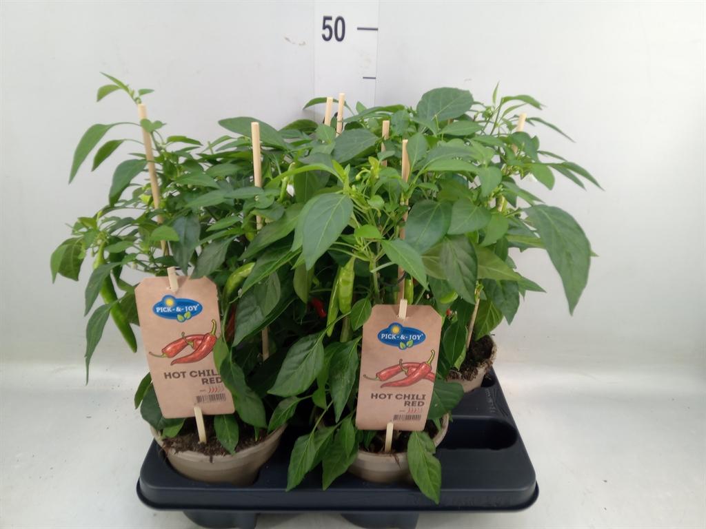 Горшечные цветы и растения оптом Capsicum Annuum   ...peper от 4шт из Голландии с доставкой по России