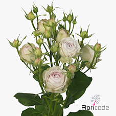 Срезанные цветы оптом Rosa spray silver lace от 240шт из Голландии с доставкой по России