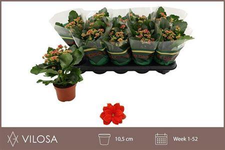 Горшечные цветы и растения оптом Kal Cal Red (vilosa) от 10шт из Голландии с доставкой по России
