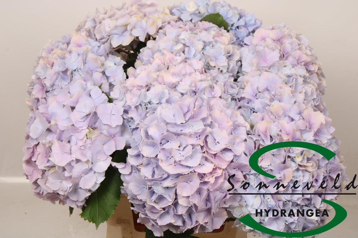 Срезанные цветы оптом Hydrangea verena blue от 10шт из Голландии с доставкой по России