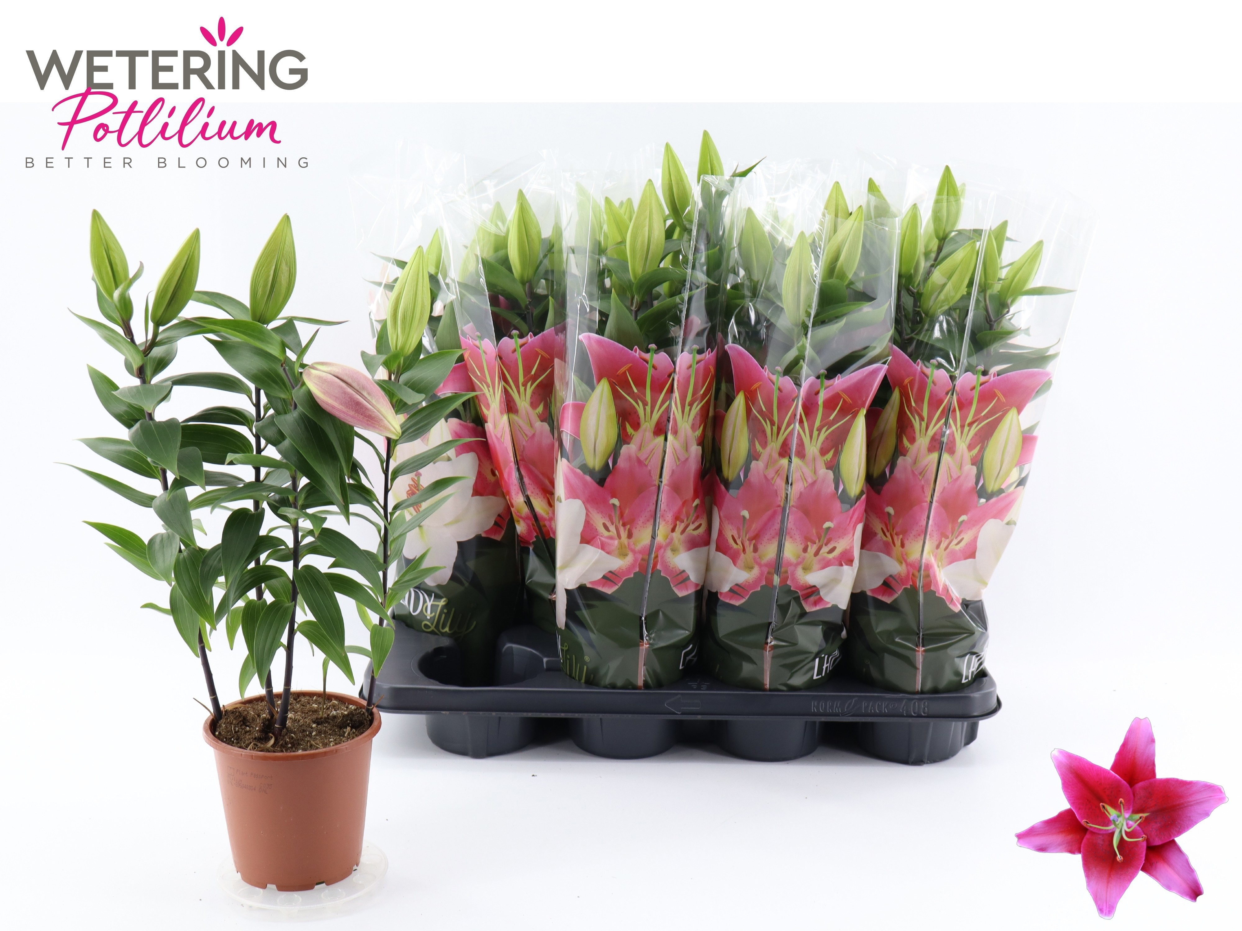 Горшечные цветы и растения оптом Lil Or Sunny Keys от 8шт из Голландии с доставкой по России