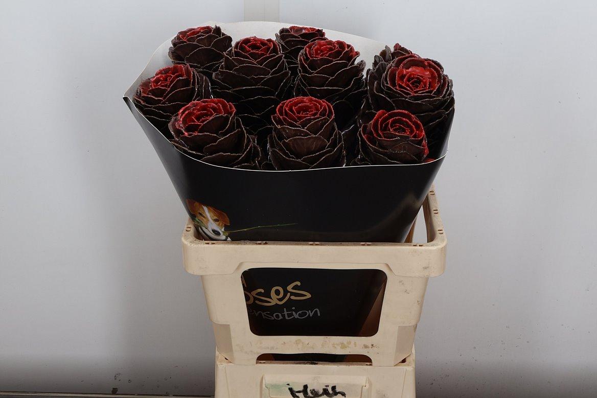 Срезанные цветы оптом Brassica wax aubergine от 10шт из Голландии с доставкой по России