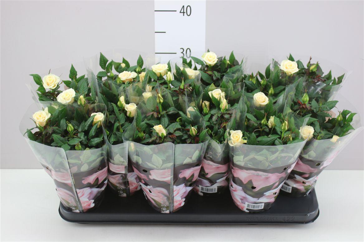 Горшечные цветы и растения оптом Rosa Victory Creme Wit от 12шт из Голландии с доставкой по России