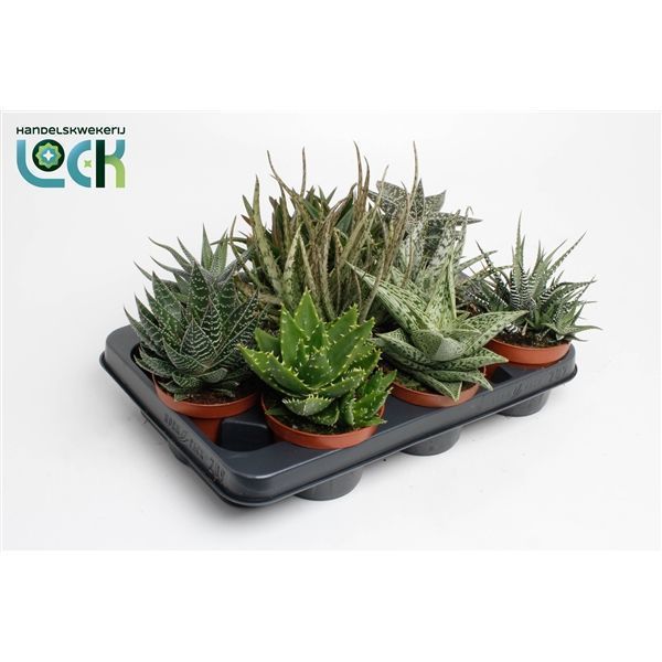 Горшечные цветы и растения оптом Aloe-haworthia Mix от 9шт из Голландии с доставкой по России