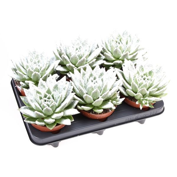 Горшечные цветы и растения оптом Echeveria Miranda Snow от 6шт из Голландии с доставкой по России