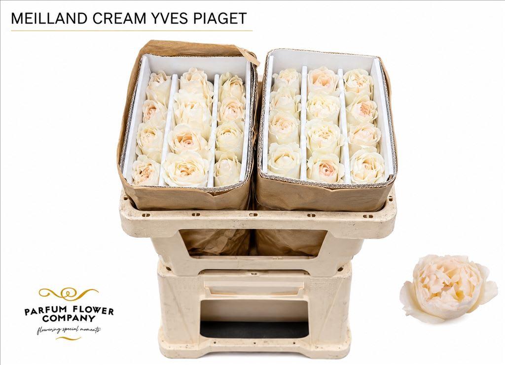Срезанные цветы оптом Rosa garden yves piaget cream от 24шт из Голландии с доставкой по России