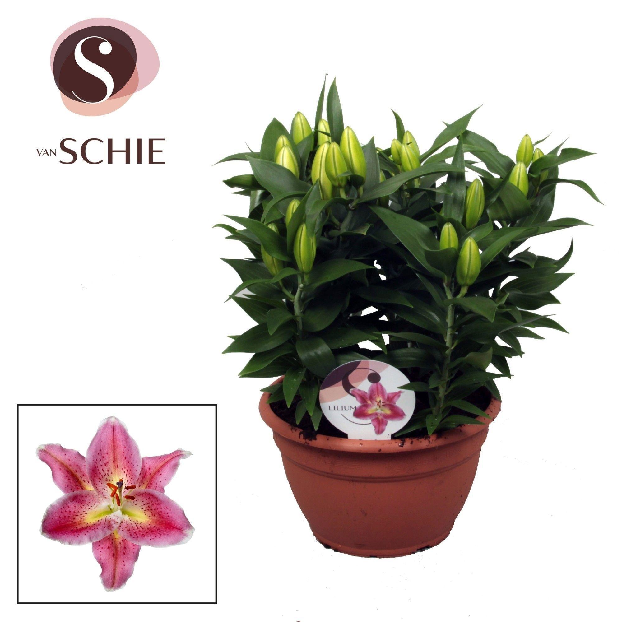Горшечные цветы и растения оптом Lilium Or Reeleeze Bowl 9pp от 1шт из Голландии с доставкой по России