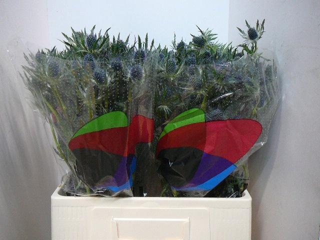 Срезанные цветы оптом Eryngium blue lagoon от 40шт из Голландии с доставкой по России Срезанные цветы оптом Eryngium blue lagoon от 40шт из Голландии с доставкой по России