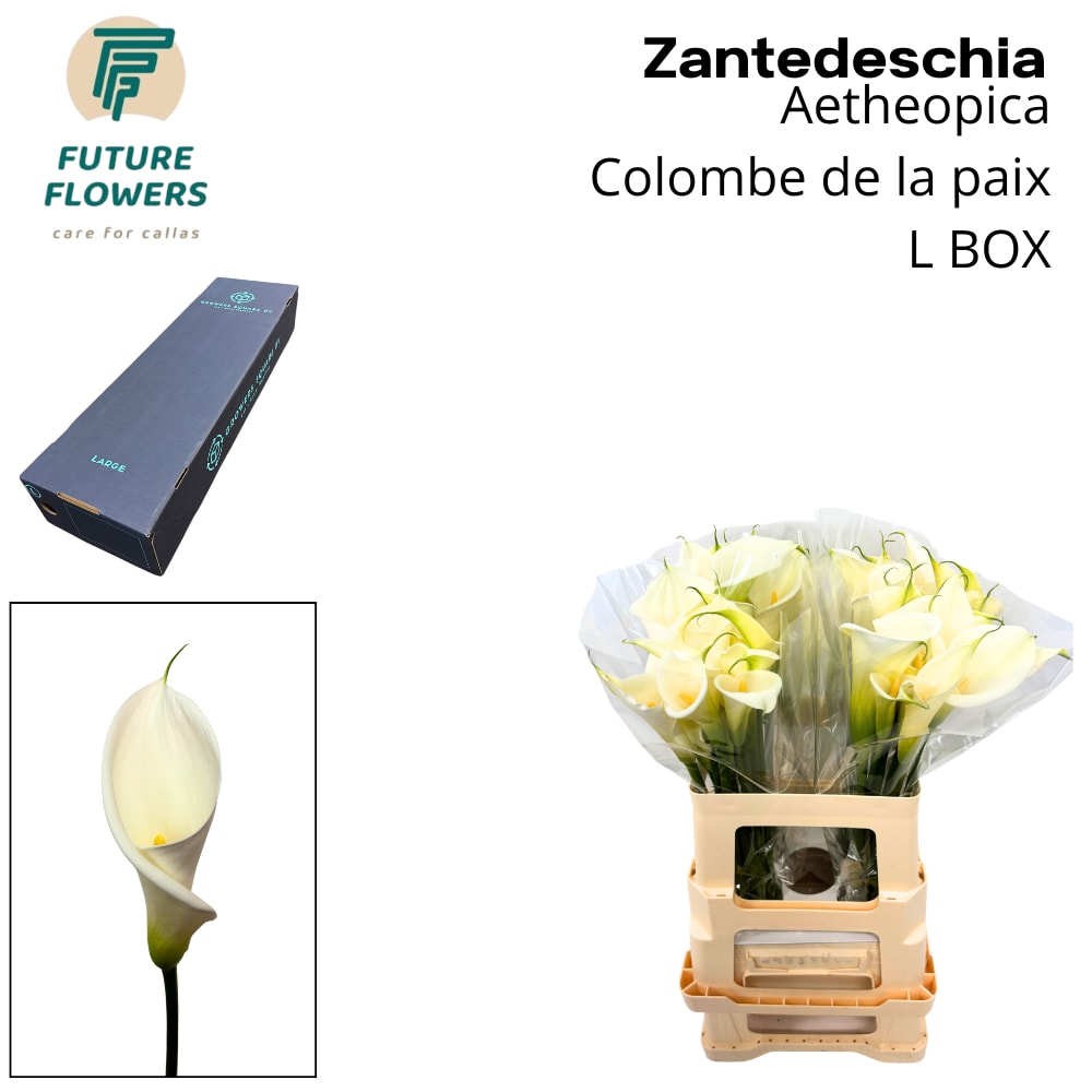 Срезанные цветы оптом Zantedeschia ae colombe de la paix от 40шт. из Голландии с доставкой по России