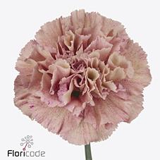 Срезанные цветы оптом Dianthus st babylon от 80шт из Голландии с доставкой по России