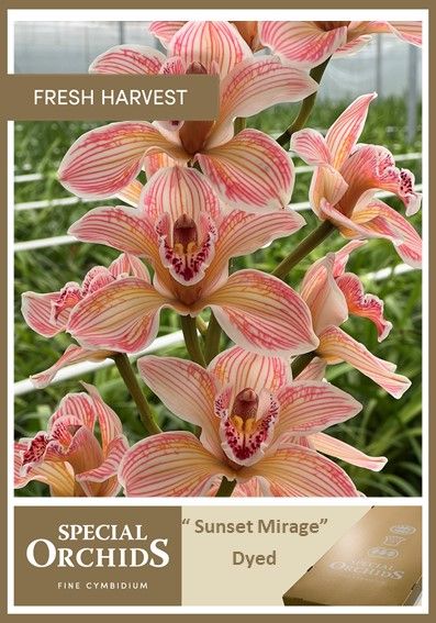 Срезанные цветы оптом Cymbidium paint sunset mirage от 8шт из Голландии с доставкой по России